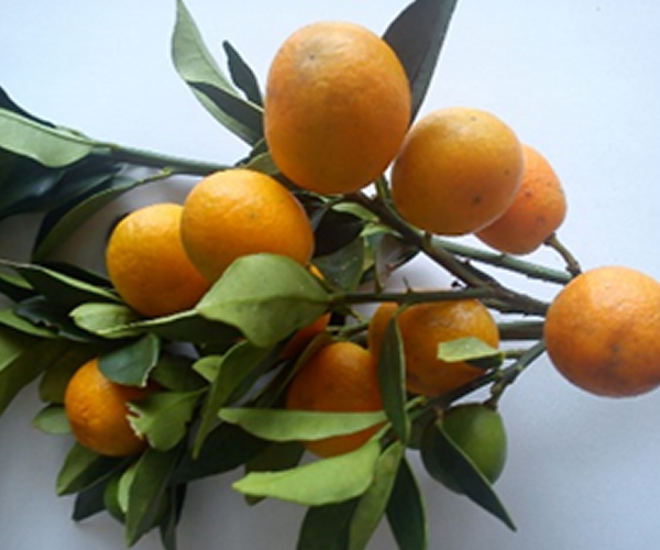 Kumquat Variedad Meigua
