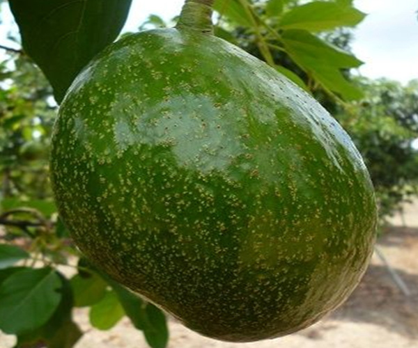 Aguacate Choquette